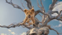 Open-Air-Kino - MUFASA:DER KÖNIG DER LÖWEN - Kultursommer Oldenburg 25