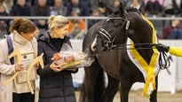 Körung und Hengstmarkt - Dressurhengste: Körung + Auktion